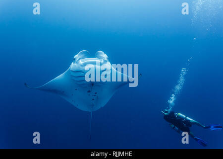 Vista dettagliata del subacqueo nelle vicinanze giant manta ray nuoto intorno a lui Foto Stock