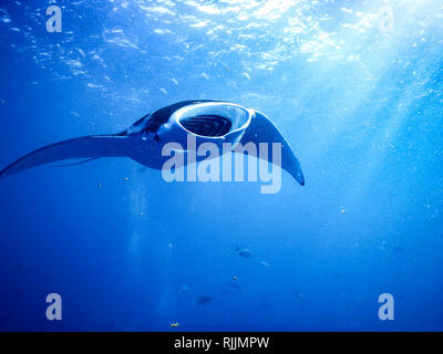 Le mante giganti, Mobula alfredi, nuotano nelle acque blu e si nutrono con la bocca aperta Foto Stock