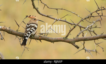 Hoopoe eurasiatico (Upupa epps) vicino a Dedoplistskaro, Georgia. Foto Stock