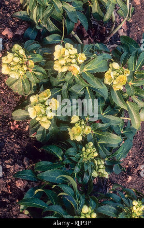 Helleborus argutifolius o veratro Corsica un ardito perenne sempreverde cuscinetto verde pallido fiori in inverno a inizio primavera Foto Stock