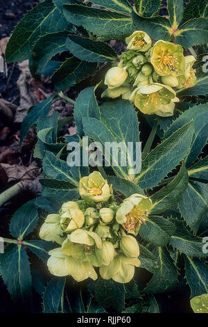 Close up Helleborus argutifolius o veratro Corsica un ardito perenne sempreverde cuscinetto verde pallido fiori in inverno a inizio primavera Foto Stock