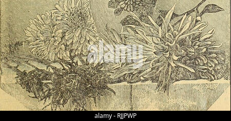 . Abbellire le vostre case : 1901. Seme dell industria e del commercio; semi; fiori e piante ornamentali,; lampadine (piante); Rose. GBOl'P di crisantemi. Buona pietoso.-Il colore è unico, essendo una delicata sfumatura di pesche e rosa in tutto. Sua Maestà.-La sensazionale varietà di quest'anno. Si tratta di un enorme globulare giapponese, con ampia, incurving petali bianco, di ombreggiatura a limone. Ittterocean.-Un bianco avorio, molto massiccia nel costruire. Tia varietà è in ogni premio collezione vincente. Nessuno meglio. JohnShrimpton.-questa varietà isofdeepest crimson. Approccio più vicino al nero. Figlia del re.-Fine, puro whit nevoso Foto Stock