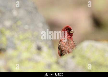 Grande maschio rosefinch (Carpodacus rubicilla) nei pressi del Monte Kazbek, Stepantsminda, Georgia. Foto Stock