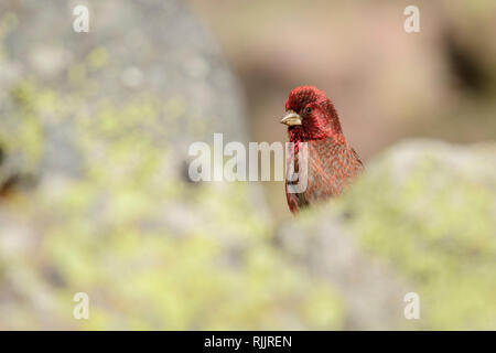 Grande maschio rosefinch (Carpodacus rubicilla) nei pressi del Monte Kazbek, Stepantsminda, Georgia. Foto Stock