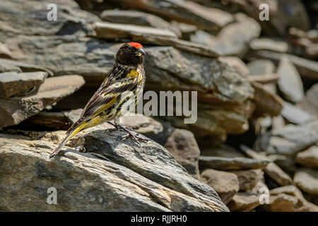 Rosso fiammante (verzellino Serinus pusillus) vicino a Stepantsminda, Georgia Foto Stock