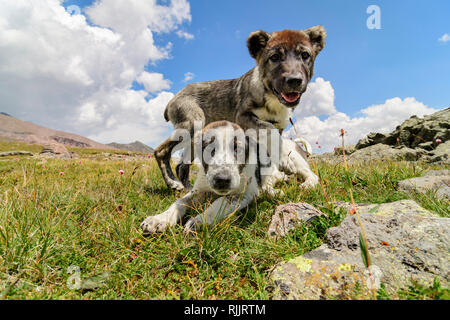 Due giovani cani da pastore nel Caucaso maggiore vicino a Stepantsminda. Foto Stock