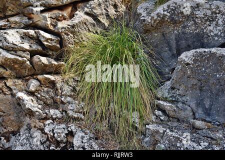 Cymbopogon pianta meglio conosciuta come la citronella è crescente sul modo per il Formentor faro in Mallorca, Spagna Foto Stock