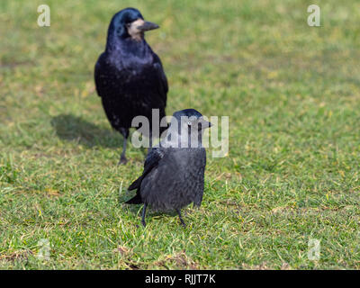 Rook Corvus frugilegus e la cornacchia di alimentazione nella prateria East coast Norfolk Foto Stock