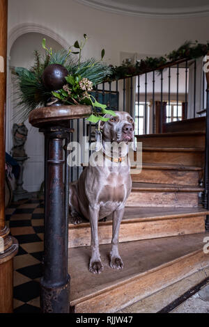 Weimariner cane sulla scalinata in legno di noce Foto Stock