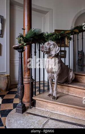 Weimariner cane sulla scalinata in legno di noce Foto Stock