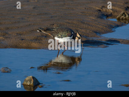 Pavoncella, Vanellus vanellus, tirando sulla vite senza fine, Morecambe Bay, England, Regno Unito Foto Stock