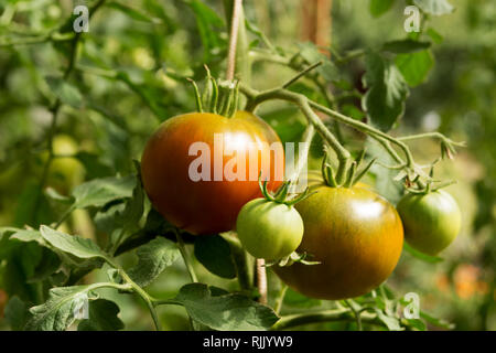 Pomodori maturazione in una serra. Messa a fuoco selettiva Foto Stock