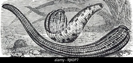 Una incisione raffigurante una sanguisuga medicinale (Hirudo medicinalis). europea sanguisuga medicinale è una delle numerose specie di sanguisughe utilizzato come 'medicinal sanguisughe". Datata del XIX secolo Foto Stock