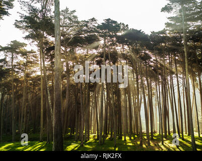 Sole che splende attraverso un folto gruppo di alberi in campagna. Foto Stock