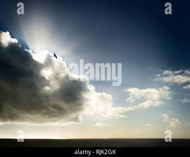 Lone seagull volo sopra l'oceano in una giornata di sole. Foto Stock