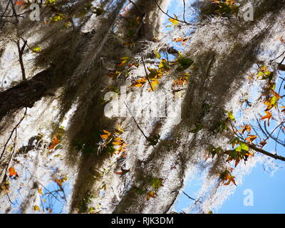 Foglie di autunno grigio Everglades Foto Stock