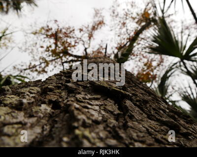 Tronco di albero corona di corteccia di fondo Foto Stock