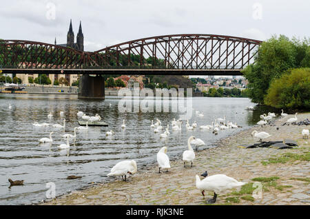 Gruppo di cigni sulle rive del fiume Moldava con il ponte ferroviario e la vecchia fortezza di Vysehrad in background, Praga, Repubblica Ceca Foto Stock