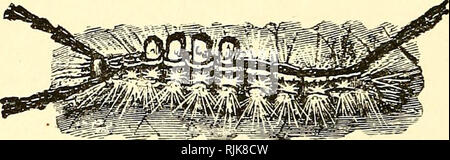 'Insetti dannosi e l'uso di insetticidi [microformati] : un nuovo manuale descrittivo su insetti nocivi, con i metodi per la loro repressione" (1894) Foto Stock