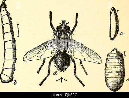 'Insetti dannosi e l'uso di insetticidi [microformati] : un nuovo manuale descrittivo su insetti nocivi, con i metodi per la loro repressione" (1894) Foto Stock