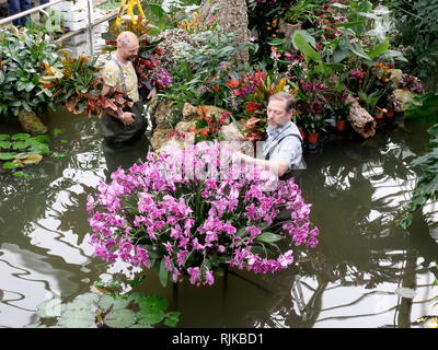 Kew Gardens LONDRA, REGNO UNITO. 6 febbraio, 2019. I giardinieri di preparare per l'Orchid Festival a partire da febbraio 9 Credito: Anthony Collins/Alamy Live News Foto Stock