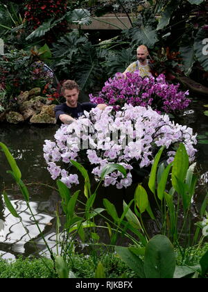 Kew Gardens LONDRA, REGNO UNITO. 6 febbraio, 2019. I giardinieri di preparare per l'Orchid Festival a partire da febbraio 9 Credito: Anthony Collins/Alamy Live News Foto Stock