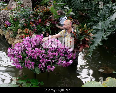 Kew Gardens LONDRA, REGNO UNITO. 6 febbraio, 2019. I giardinieri di preparare per l'Orchid Festival a partire da febbraio 9 Credito: Anthony Collins/Alamy Live News Foto Stock