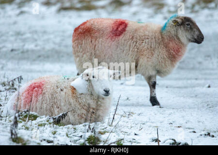 Flintshire, Nord, Regno Unito. 7 febbraio, 2019. Regno Unito: Meteo freddo clima invernale proveniente da ovest nei prossimi giorni con wind chill ben al di sotto di -5C questa mattina nel Flintshire con la neve già caduta di parti di Flintshire come queste pecore scoperto sfidando gli elementi sulla montagna Halkyn, Flintshire Credito: DGDImages/Alamy Live News Foto Stock