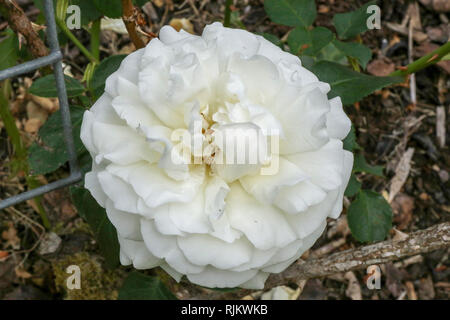 Crème de la crème un bianco crema rosa rampicante in fiore nel 2018, Foto Stock