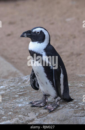 Pinguino africano (Spheniscus demersus), noto anche come il jackass penguin o nero-footed pinguino in Denver Zoo Foto Stock