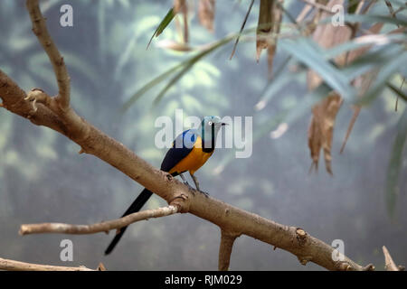 Golden petto Starling, Cosmopsarus regius, Lucida Starling seduta sul ramo di albero in Denver Zoo Foto Stock