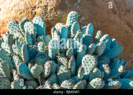 Emerald Ficodindia spinate cactus su uno sfondo di roccia - natura sfondo Foto Stock