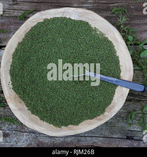 Brennnessel-Samen, Brennnesselsamen, Brennessel-Samen, Samen von Brennnesseln, Kräuterernte, Brennnessel Große Brennnessel, Brennessel, Urtica dioica Foto Stock