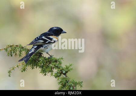 In Brambling juniper Foto Stock