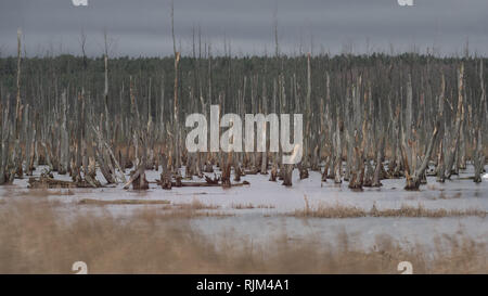 Gli alberi morti nel fiume Peene a. Foresta di morti in un'acqua. Gli alberi morti in una palude. Gli alberi morti in un'acqua. Germania Foto Stock