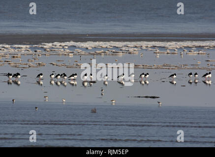 Beccacce di mare, Haematopus ostralegus, sulla spiaggia accanto al mare di ghiaccio, Morecambe Bay, Lancashire, Regno Unito Foto Stock