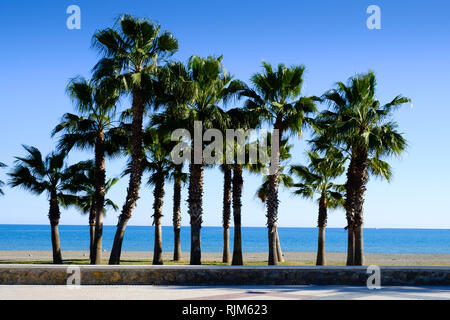 Le palme sulla spiaggia di Torre Del Mar, Axarquia, Malaga, Spagna Foto Stock