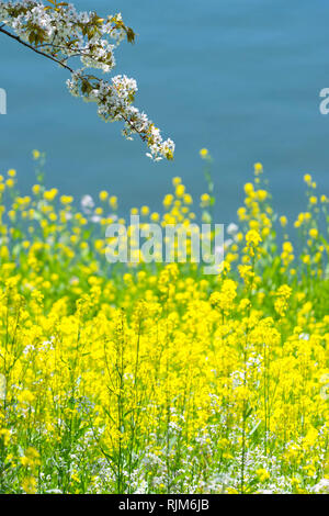 Fiori di ciliegio e i semi di ravizzone fiorisce intorno Chidorigafuchi,Tokyo, Giappone. Foto Stock