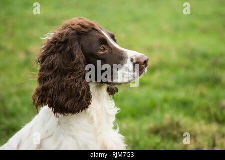 Springer spaniel al fagiano shoot, cane da lavoro, in attesa di lavorare su un giorno inverni in Inghilterra durante il fagiano shoot stagione Foto Stock