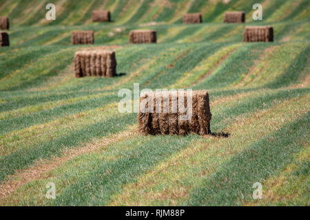 Appena fatto quadrato medio balle di fieno che punteggiano il paesaggio di verde listati di righe di un campo Foto Stock