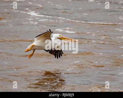 Un pellicano, Pelecanus erythrorhynchos, vola sopra il Fiume Rosso in Elm Grove, La., U.S.A. Foto Stock
