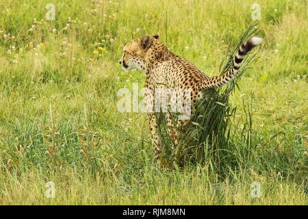 Un ghepardo scent-marking un intrico di piante. Foto Stock