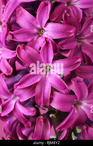 Viola fiore di giacinto contro sfondo viola chiaro Foto Stock