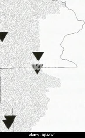 . Bat sondaggio del Kootenai National Forest, Montana : 1994 . Pipistrelli, pipistrelli, pipistrelli, pipistrelli, pipistrelli, Anabat bat sistemi di rilevamento; pipistrelli, pipistrelli, Long-eared myotis; Western small-footed myotis; lunghe zampe; myotis Big brown bat; argento dai capelli bat; annoso bat; Plecotus townsendii; Myotis yumanensis; Little brown bat; Myotis californicus; Mist netting; Misto bosco di conifere. Plecotus townsendii -- Townsend la Big-eared Bat occorrenze su o vicino il Kootenai National Forest, Montana. .^ v. ? 1994 dati ) • dati 1993 ^ pre-1993 dati &gt;tX Museum di esemplari. Si prega di notare che queste immagini sono estratte da scann Foto Stock