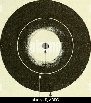 . Gli aspetti fondamentali degli effetti delle radiazioni su sistemi viventi. Radiazione -- effetto fisiologico. Modello di diffusione 371 recentemente molta enfasi è stata posta sulla constatazione che alcuni applicato esternamente gli agenti chimici hanno effetti biologici qualitativamente simile a quelle delle radiazioni, in particolare per quanto riguarda l'inibizione della divisione cellulare e la produzione di effetti genetici sono interessati. Tali situazioni possono anche essere trattate allo stesso modo per il trattamento di cui sopra, utilizzando il modello di diffusione. La differenza principale è nei valori di confine della diffusione. Cella-' '-nucleo di veleno Fig. 7. Modello di diffusione del acti Foto Stock