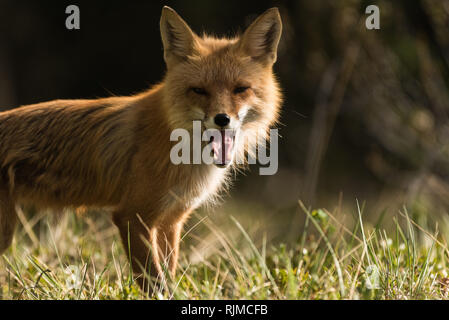 Volpe (Vulpes vulpes) madre nei boschi, Whitehorse, Yukon Territory Foto Stock
