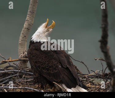 Aquila calva seduta sul suo nido chiamate al suo compagno, fiume di Yukon, vicino a Whitehorse, Yukon Territory, Canada Foto Stock