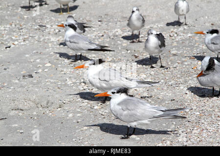 Royal Caspian tern con code a forcella su una spiaggia Foto Stock