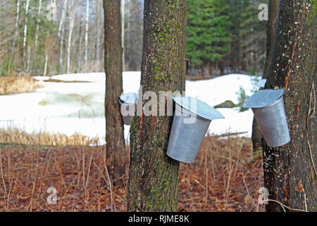 Primo piano di alluminio raccolta bucket di SAP per lo sciroppo d'acero produzione Foto Stock