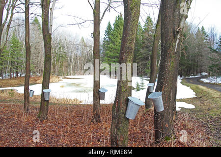 La raccolta maple sap da alberi di acero in primavera Foto Stock